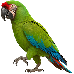 Military Macaw